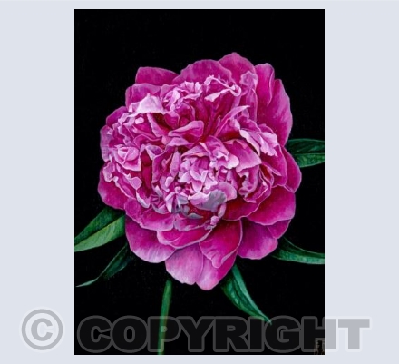 Peony