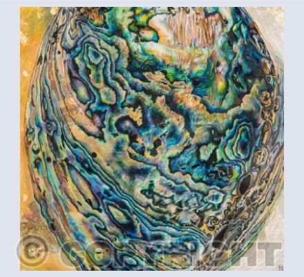 Abalone