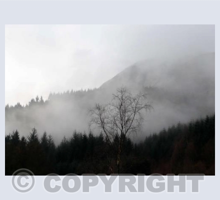 "Breathing' Trees