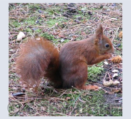 Red Squirrel