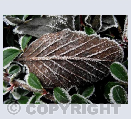 Frozen Leaf