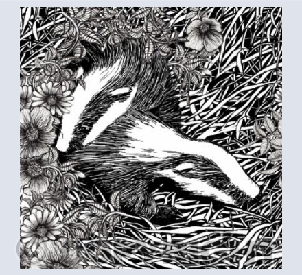 Badgers 