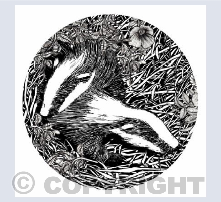 Badgers Vignette