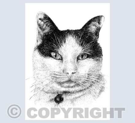 Puss Cat