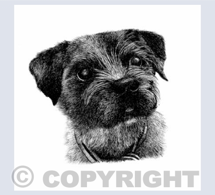 Border Terrier