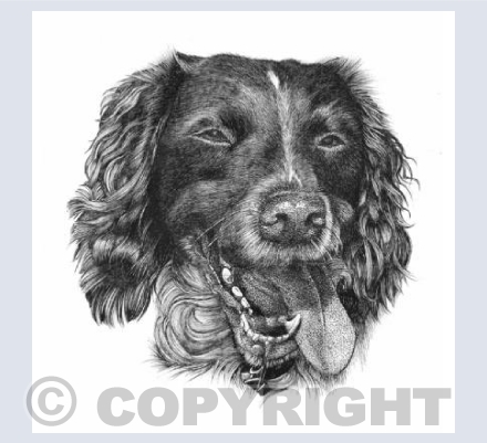 Springer Spaniel