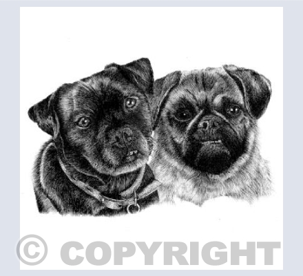 Pugs