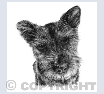Terrier