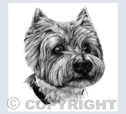 Westie