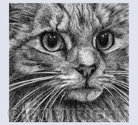 Silver Tabby Cat Face