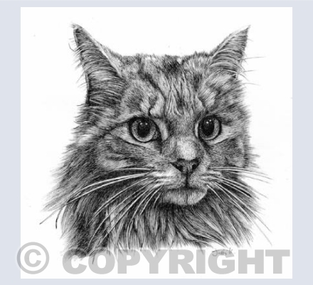 Silver Tabby