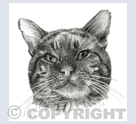 Tabby Cat
