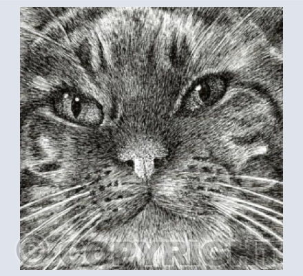 Tabby Cat Face