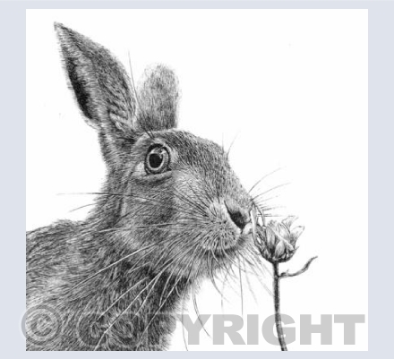 Hare & Daisy