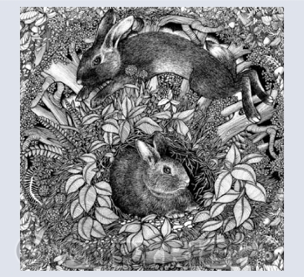 Bunnies in the forrest 