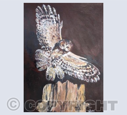Little Owl (DY)