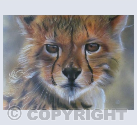 Cheetah Cub (JS)