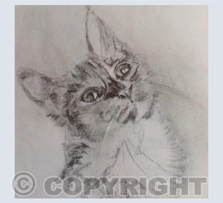 Neighbour's Cat (CJC)