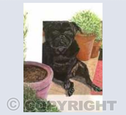 Black Pug Sunbathing (LR)