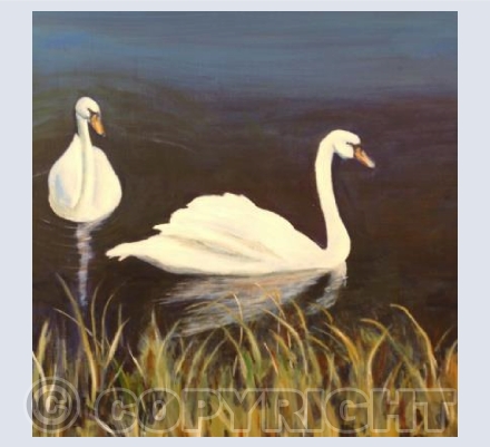 Swans at Croome (RM)