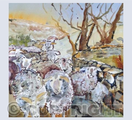 Cumbrian Sheep (LW)