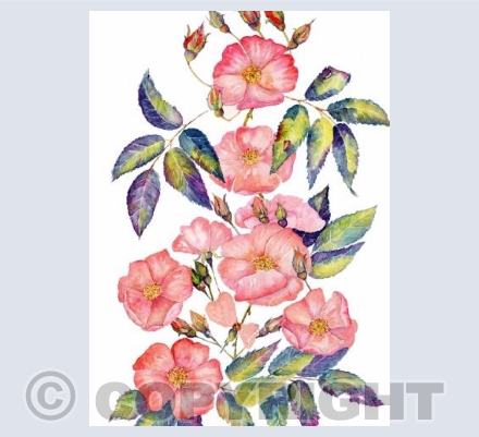 Rambling Rose (PH)