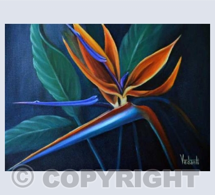 Strelitzia Regina (VRM)