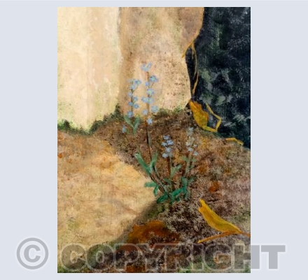 Forget-me-not (LR)
