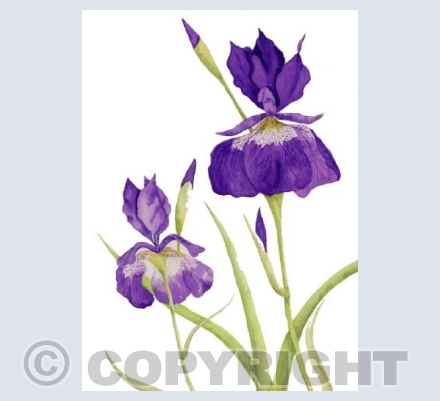 Irises (PH)