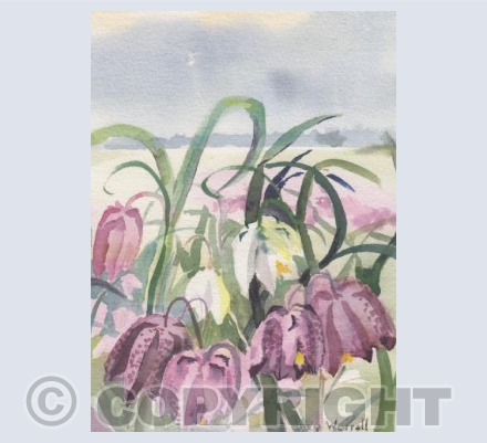 Fritillaries (LW)