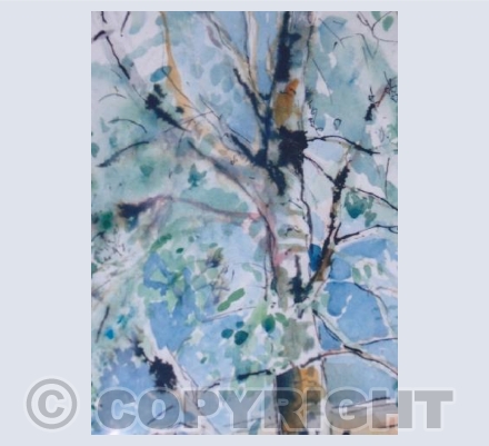 Silver Birch (LW)