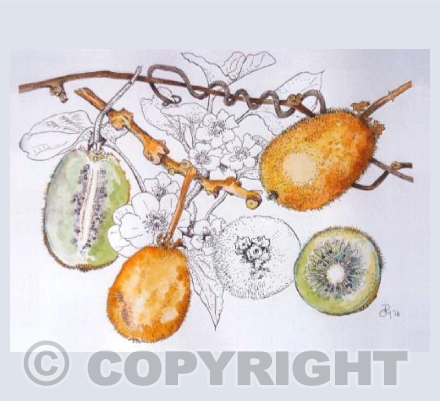 Kiwi Fruit (PS)