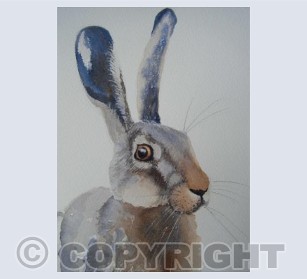 Brown Hare (SM)