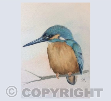 Kingfisher (SM)