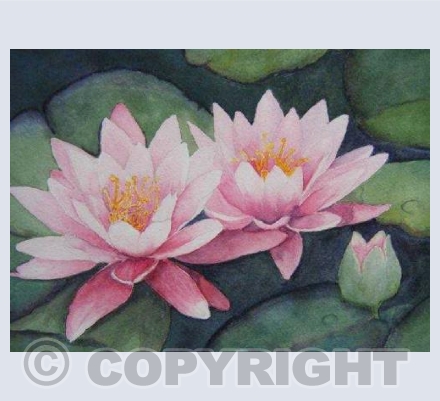 Waterlilies (SM)