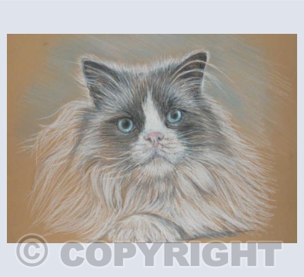 Suzies Cat (SE)