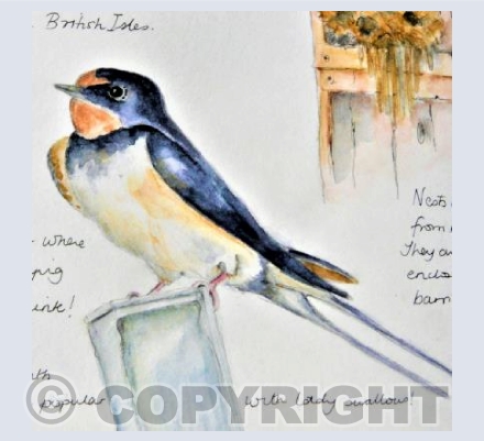 Summer Swallow