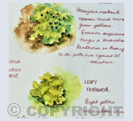 Luscious Lichen....