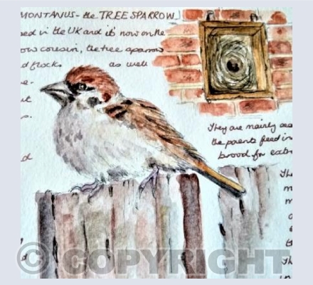 Sparrow Tale