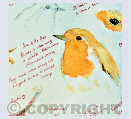 Sketching Robins....