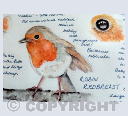 Sketchbook robin