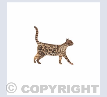 Bengal cat card