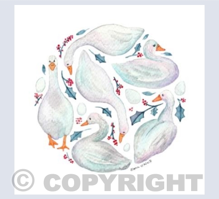 Six Geese are Laying