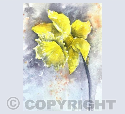 Daffodil for Desmond