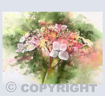 Hydrangea