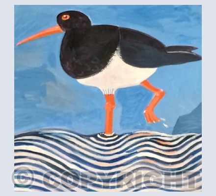 Oystercatcher