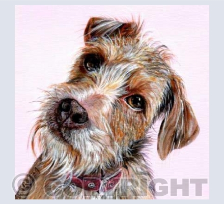 Long-haired terrier