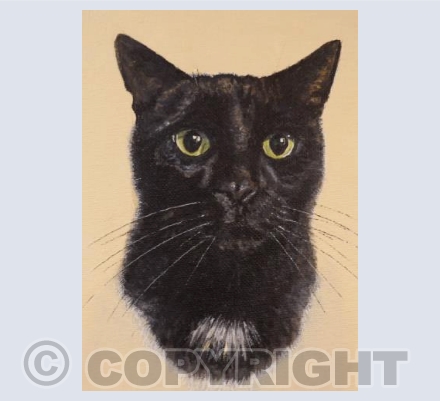 Black Cat
