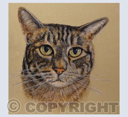 Tabby Cat