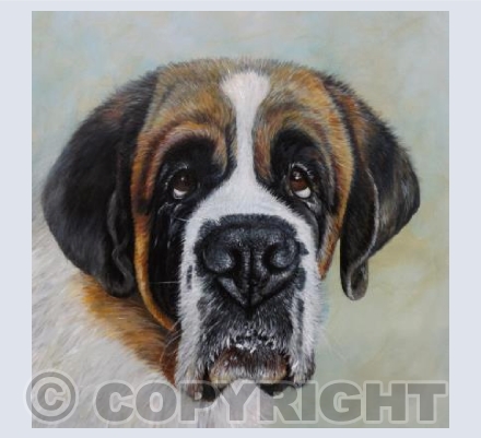 Flo the Saint Bernard